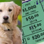 Dog Owner Claims She Won Lottery Prize After Her Golden Retriever Bit the Winning Ticket