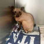 Animal rescued from the cold looks like a hairless cat — you’ll never guess what it really is