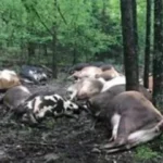 Lightning Strikes Missouri Dairy Farm, Tragically Claiming Lives of 32 Cows