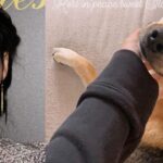 Angie Harmon sues Instacart, delivery driver who shot and killed her dog